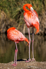 Two red flamingos standing on the shore