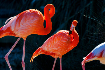 Two red flamingos standing on the shore © gordzam