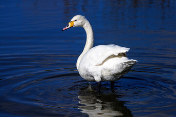 White Swan swimming in freshwater