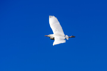 Flying cattle egret