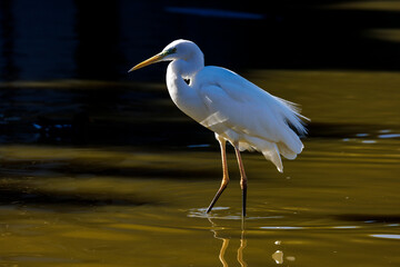 Great white heron wading in shallow water