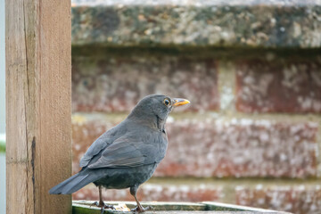 close up of a blackbird (turdus merula) feeding from a wooden bird feeder table  