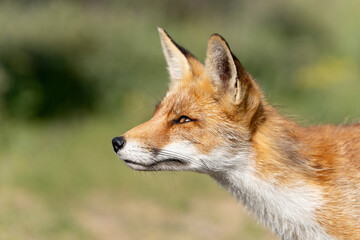 Fototapeta premium Portrait of a Young Red Fox, the largest of the true foxes, walking in a dune area near Amsterdam
