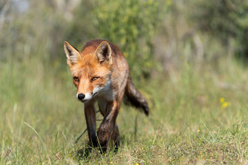Young Red Fox, the largest of the true foxes, walking in a dune area near Amsterdam