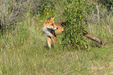 Young Red Fox, the largest of the true foxes, standing behind a bush hiding in a dune area near Amsterdam