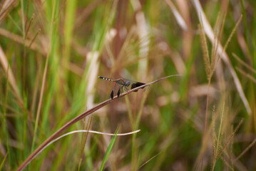 Red-dragon fly on a tree branch