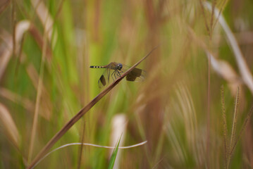 Red-dragon fly on a tree branch