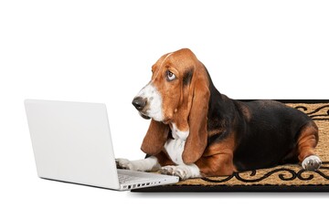 Cute dog ordering products online for home delivery. Concept for smart pets