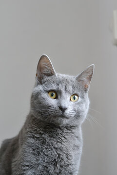 Russian blue cat with a surprised expression on the face sitting down