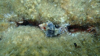 Sea snail trunculus murex or banded murex, trunk murex, banded dye-murex (Hexaplex trunculus) undersea, Aegean Sea, Greece, Syros island