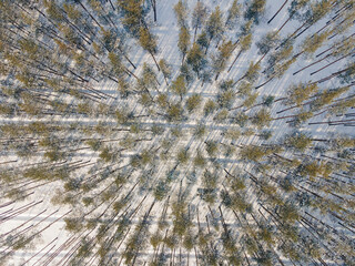 Aerial view at the winter forest. Pine trees as a background. Winter landscape from air. Natural forest background. Forest background from drone