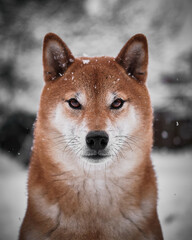 Serious Shiba Inu in Snow