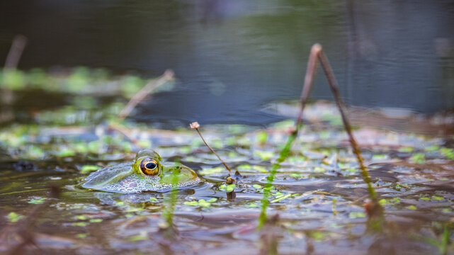 A swamp frog swims in the water. Only his big eyes are visible. Belarus