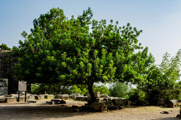 Fototapeta premium Ruins of Seleukeia (Pamphylia, Lyrbe) Ancient Greek city on the Mediterranean coast of Pamphylia. Selective focus tree. Side, Antalya, Turkey.