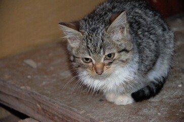 kitten looking at the camera, stray cats on the street