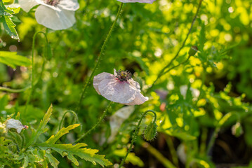 Blooming poppy flowers in summer.