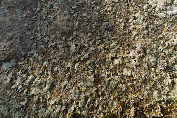 Grey and green lichen on stone.