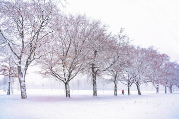 Trees with person in the snow
