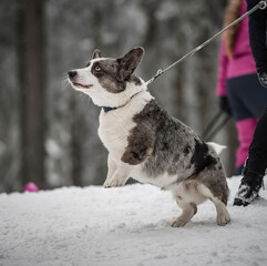 Funny corgi in the winter forest plays with snow.