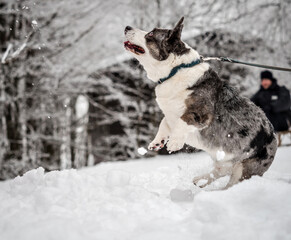 Funny corgi in the winter forest plays with snow.