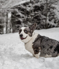 Funny corgi in the winter forest plays with snow.