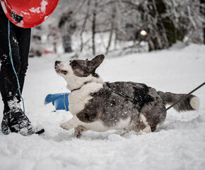 Funny corgi in the winter forest plays with snow.