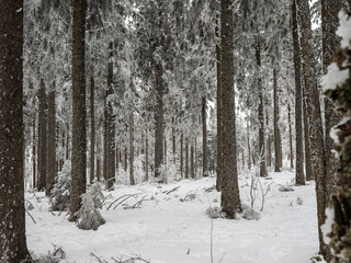 Fototapeta premium Snow covered forest in the Vosges. Fog covers the mountains.