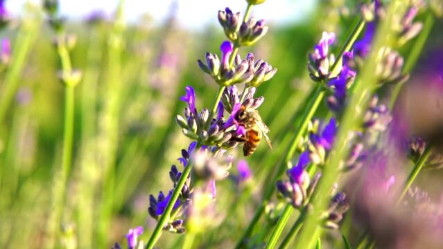 lavender and honeybee