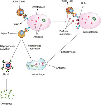 Killer T Cell And Helper T Cell