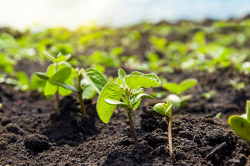 The first sprouts of a soybean plant stretch toward the sun in an agricultural field. Young soybean crops during the period of active growth.