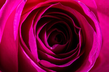 Closeup photo of magenta roses.