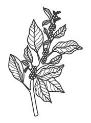 coffee plant design