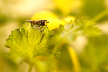 Schwebefliege