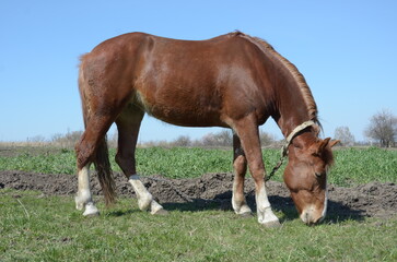 Obraz premium horses in the meadow
