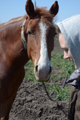 Naklejka premium woman with horse