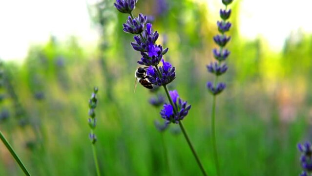 lavender and honeybee