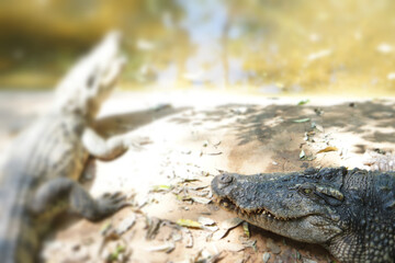 blurred edit Siamese Crocodile in Thailand, Nakhon Ratchasima, Korat Zoo January 19, 2022