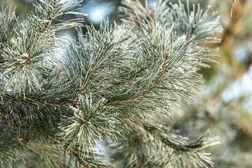 Pine twigs covered with white frost. Winter in the forest and frost in the morning. Natural blue background. Long green needles against the sky.