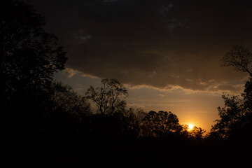 sunset in the forest