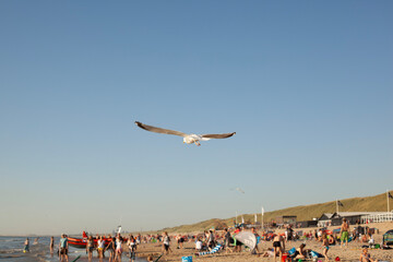 seagulls on the beach