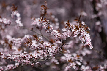 blooming tree