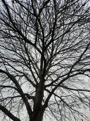 Silhouette eines Baums im Winter 