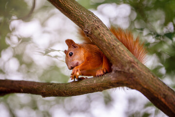 Red squirrel on a tree in the park eating nuts. Squirrel in the wild.