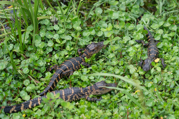 Baby American ​alligator (Alligator mississippiensis)