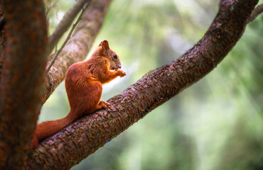 Red squirrel on a tree in the park eating nuts. Squirrel in the wild.
