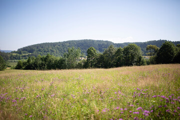 meadow with flowers