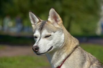 husky  walking in the park in summer