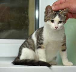 white with gray and stripes kitten