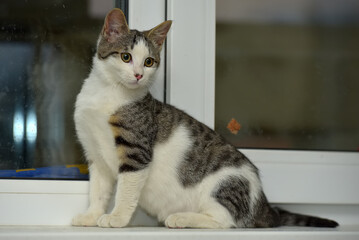 white with gray and stripes kitten