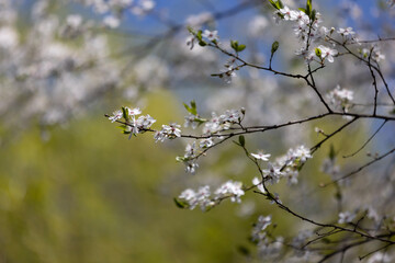 tree blossom